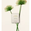 Atelier des Fleurs Papyrus (Chloé) — изображение 3