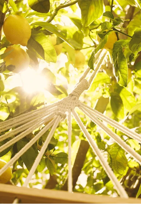 Under the Lemon Trees (Maison Margiela Replica) 3