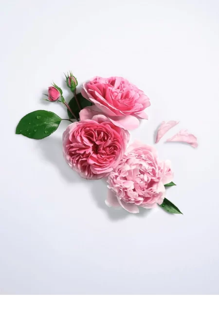 Rose Peonia (Lancome) 2