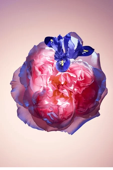 Rose des Vents (Louis Vuitton) 2