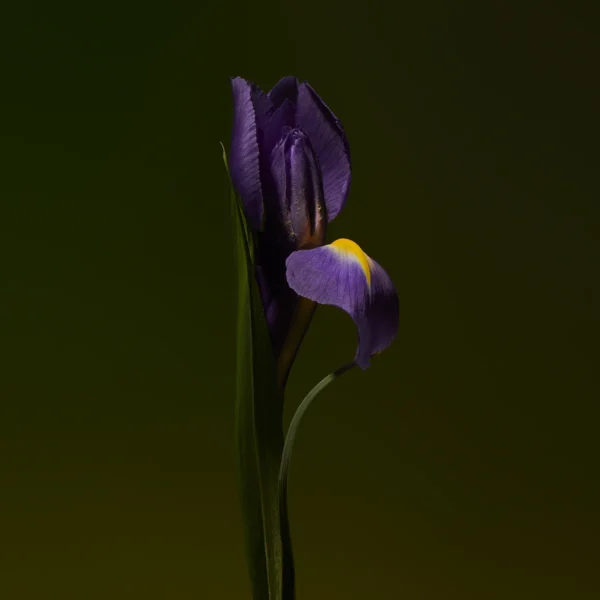 Iris Shot (Olfactive Studio) 3