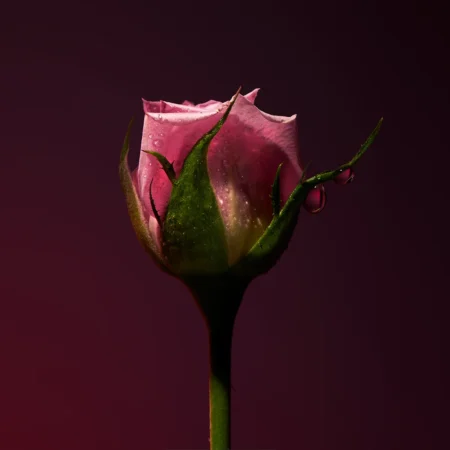 Rose Shot (Olfactive Studio) 3