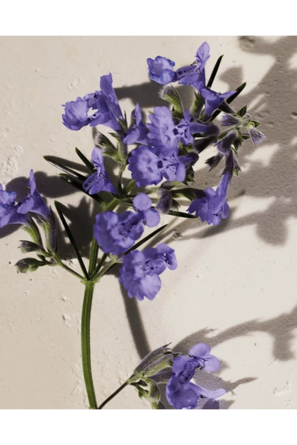 Atelier des Fleurs Hysope (Chloé) — изображение 3