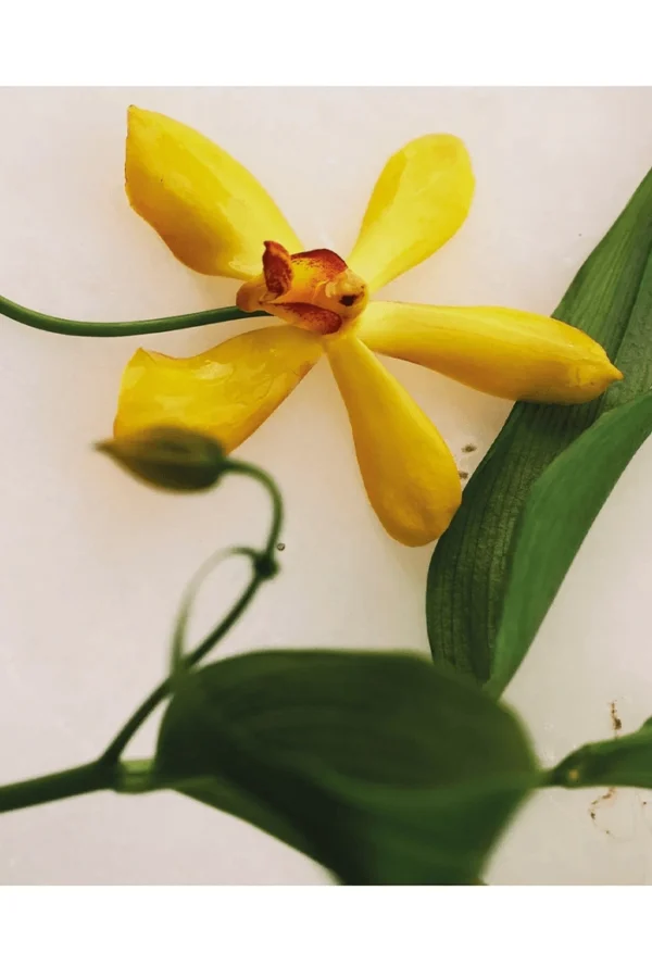 Atelier des Fleurs Vanilla Planifolia (Chloé) — изображение 3